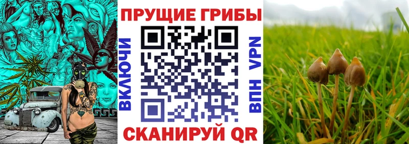 Галлюциногенные грибы Psilocybine cubensis  Чадан 